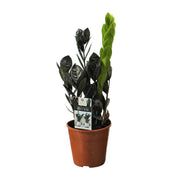 Corvo Zamioculcas - Ø14cm - ↕45cm
