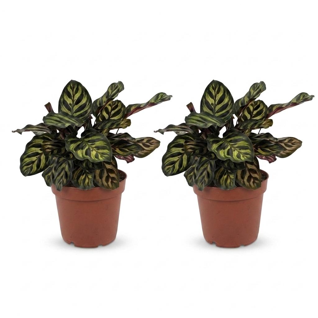 Calathea Makoyana - Pauwenplant - 2x - Pot 12cm - Hoogte 25cm