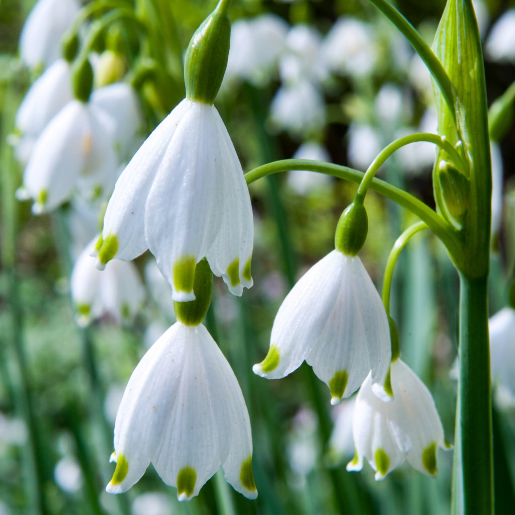 80 kpl Leucojum Aestivum - Kukkasipulit - Kesälumihiutale - Valkoinen - Kevätkukka - Sipulin koko 8/9