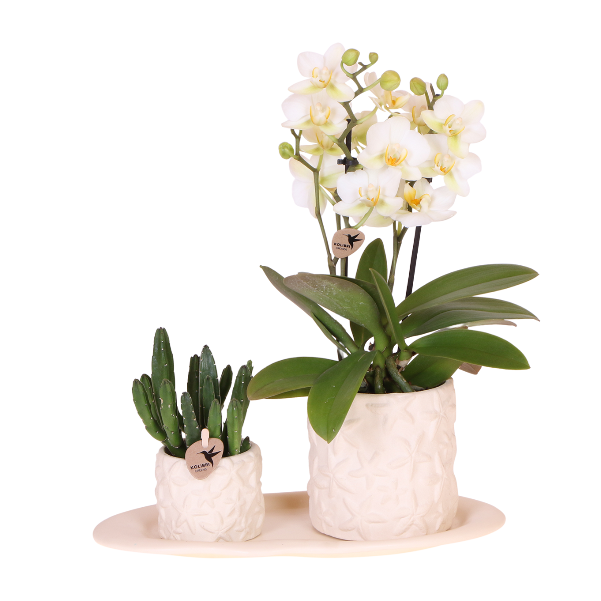 Kolibri Company | Ensemble de petites plantes étoiles de mer | Orchidée Phalaenopsis blanche Lausanne et succulente avec pots décoratifs en céramique sur un plateau blanc organique