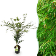 Acer palmatum Emerald Lace - Japanse Esdoorn - Bladverliezend - Groen - 1 - Pot 26cm - Hoogte 90cm