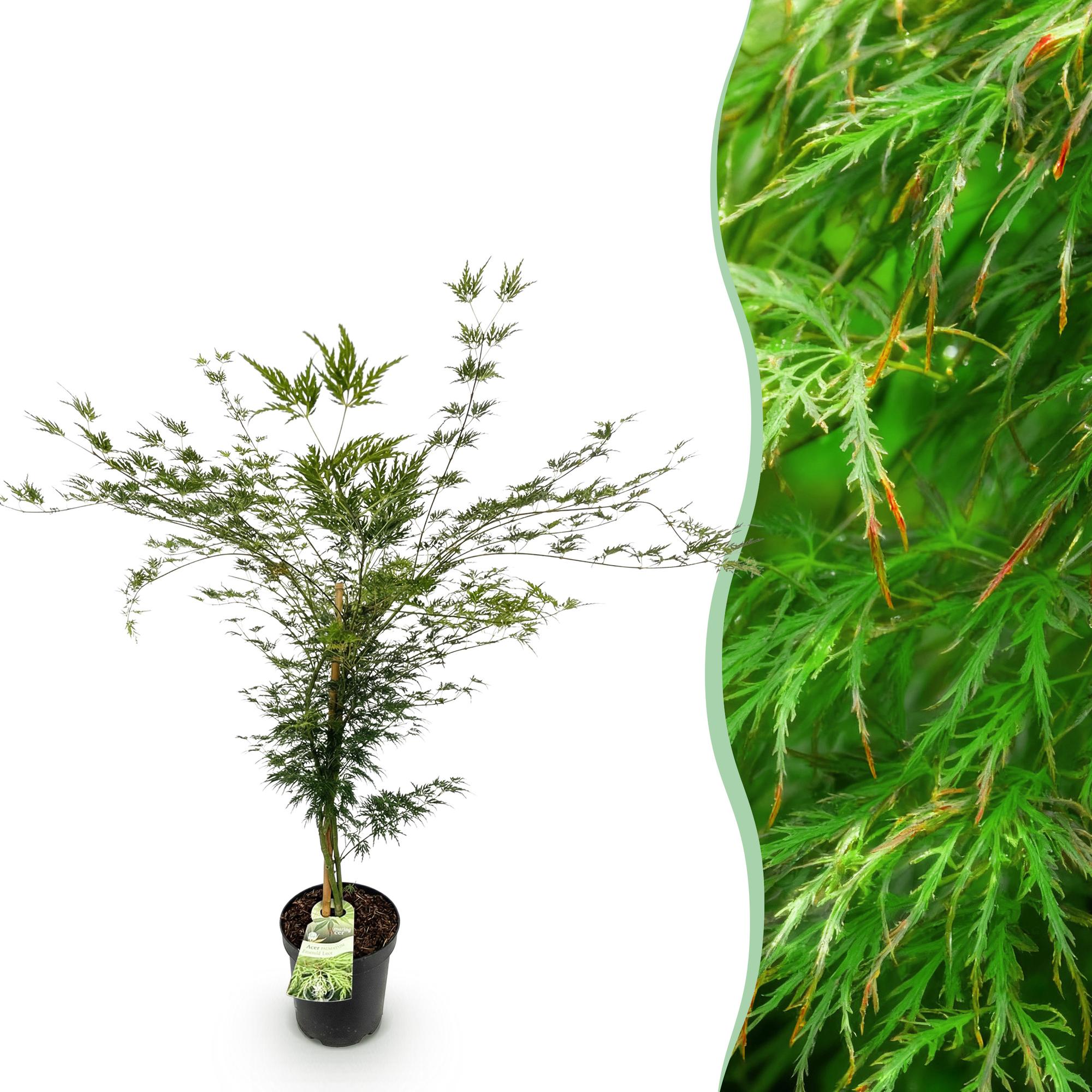 Acer palmatum Emerald Lace - Japanse Esdoorn - Bladverliezend - Groen - 1 - Pot 26cm - Hoogte 90cm