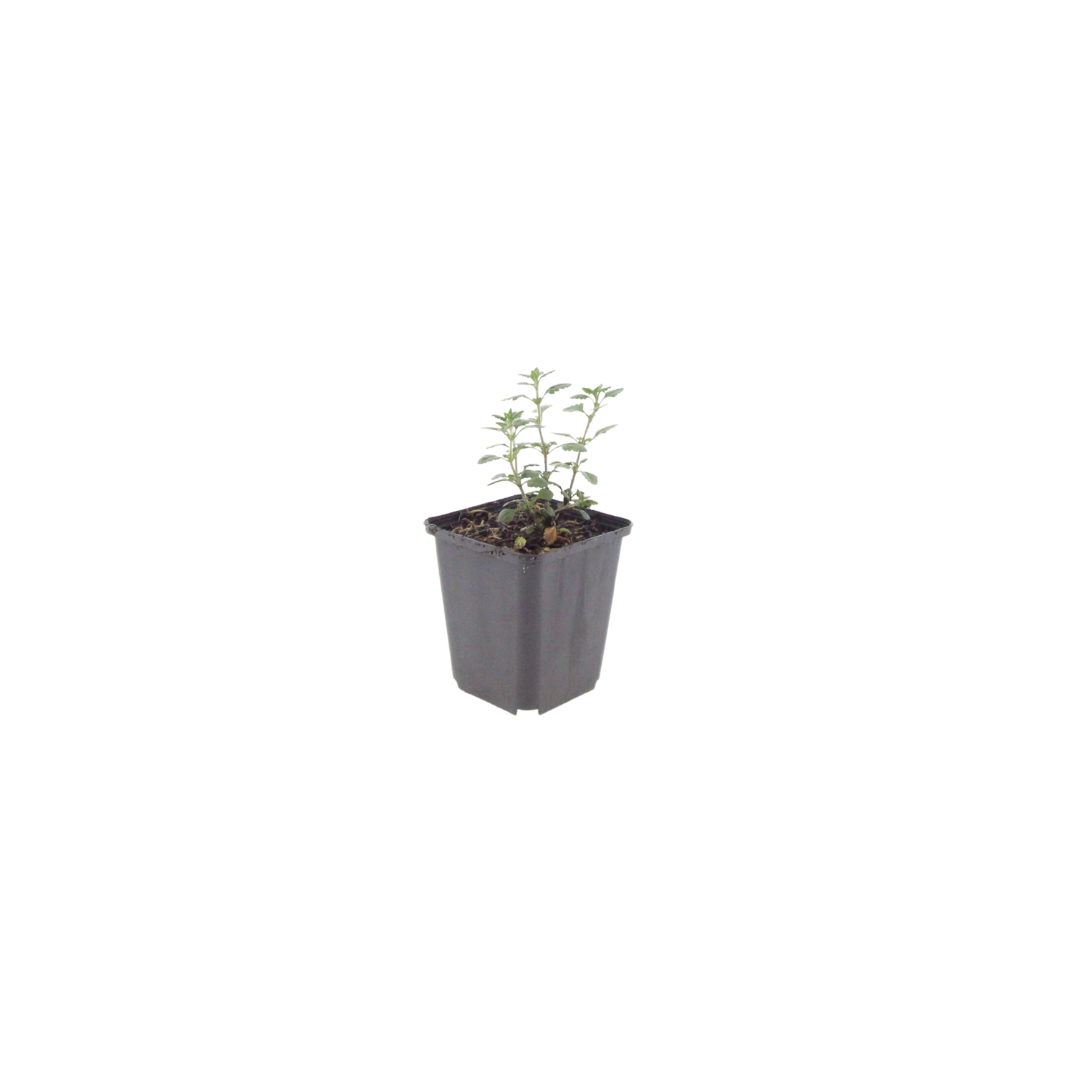 24x Teucrium lucidrys - ↕10-25cm - Ø9cm