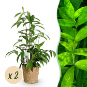 Dracaena surculosa - Drakenbloedboom - Weinig onderhoud - met mand - Groen - 2 Planten - Pot 17cm - Hoogte 60-70cm