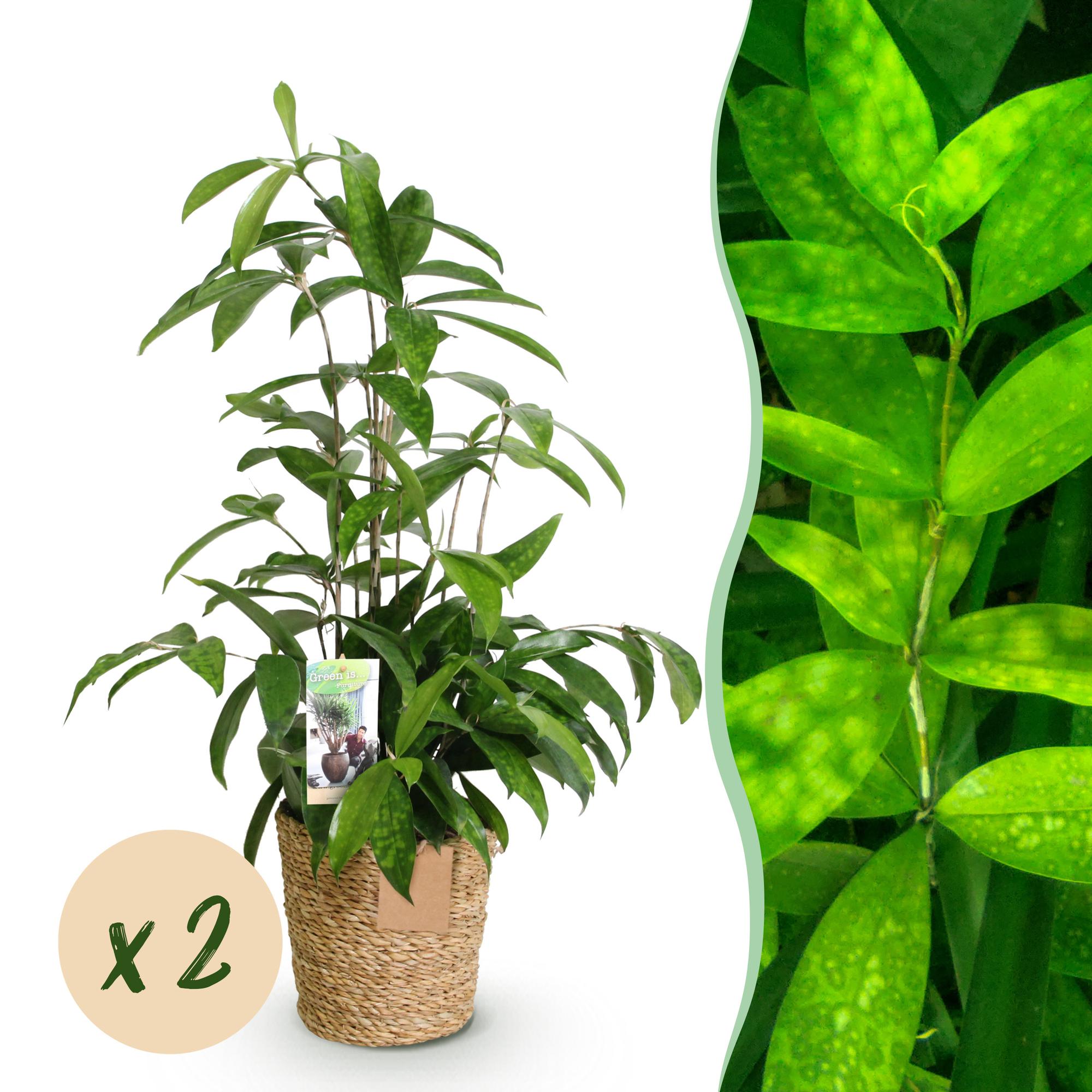 Dracaena surculosa - Drakenbloedboom - Weinig onderhoud - met mand - Groen - 2 Planten - Pot 17cm - Hoogte 60-70cm