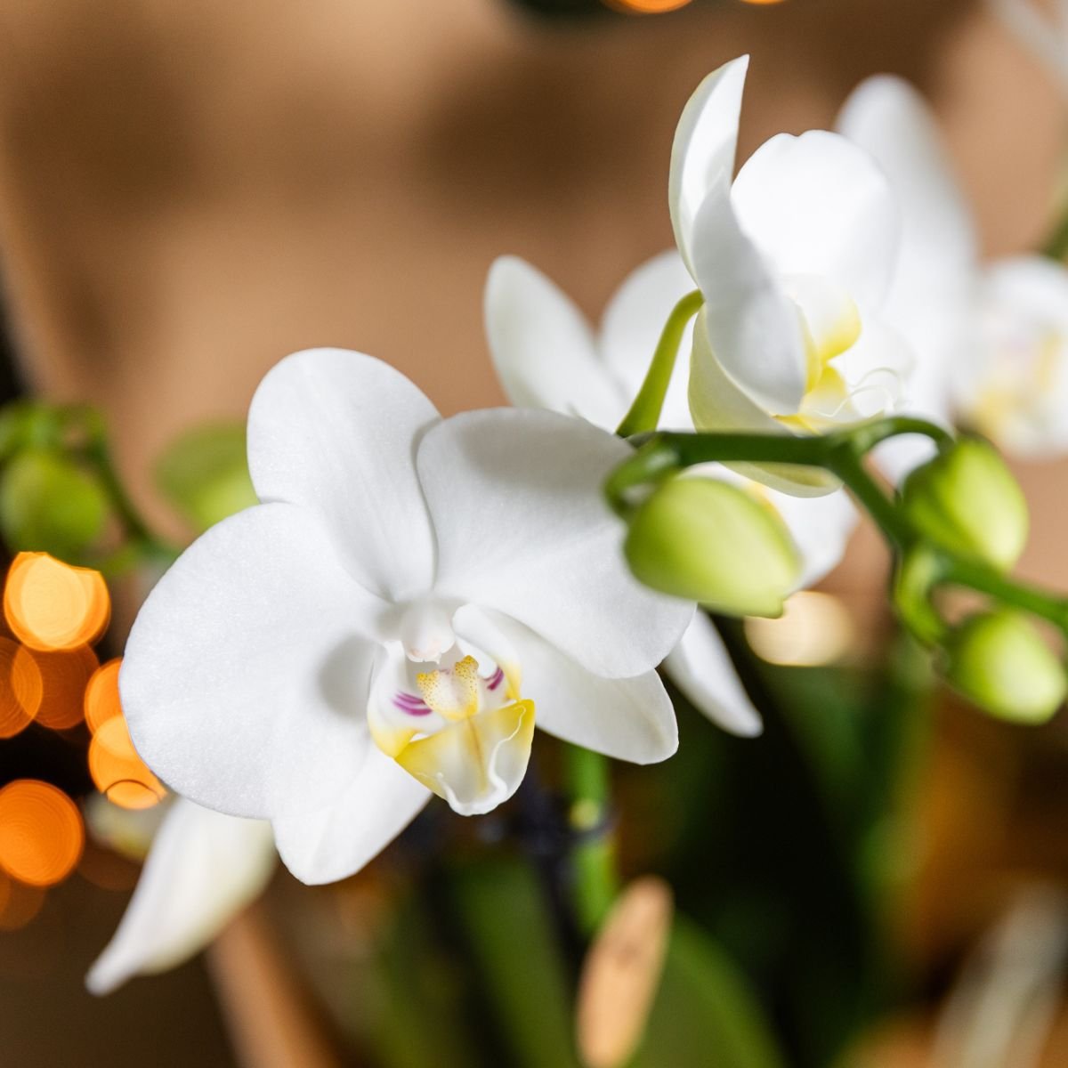 Kolibri Orchids | Gift Set Allure Shiny Brons - Witte Phalaenopsis Orchidee Mineral Amabilis & Succulent