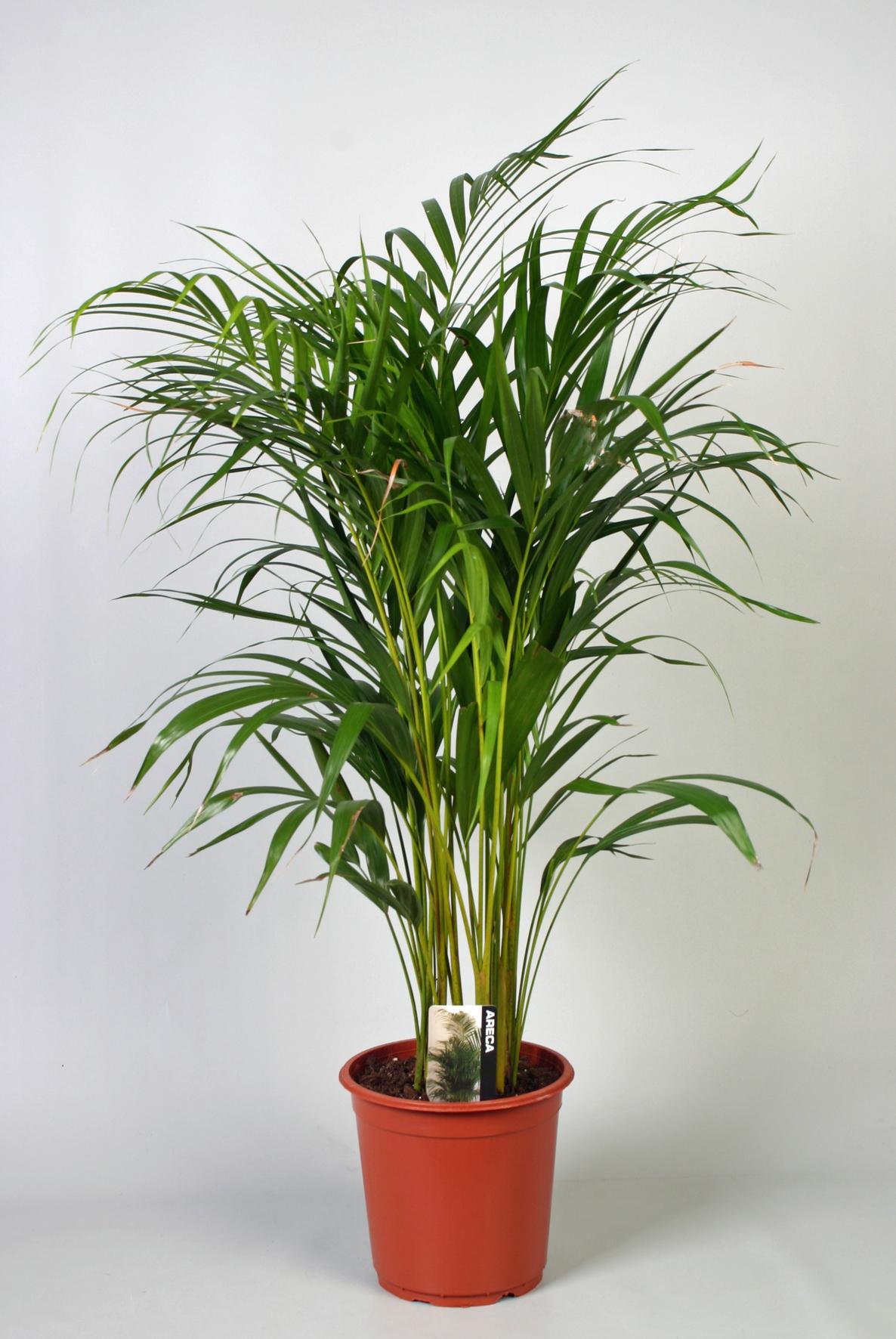 Dypsis lutescens (Areca) - Ø21cm - ↕100cm