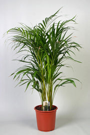 Dypsis lutescens (Areca) - Ø21cm - ↕100cm