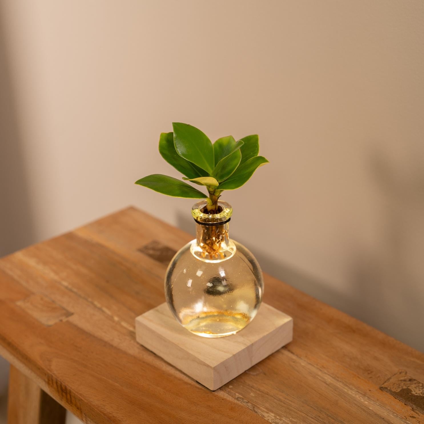 Clusia en verre de Samoa avec éclairage LED - Ø4cm - ↕10cm