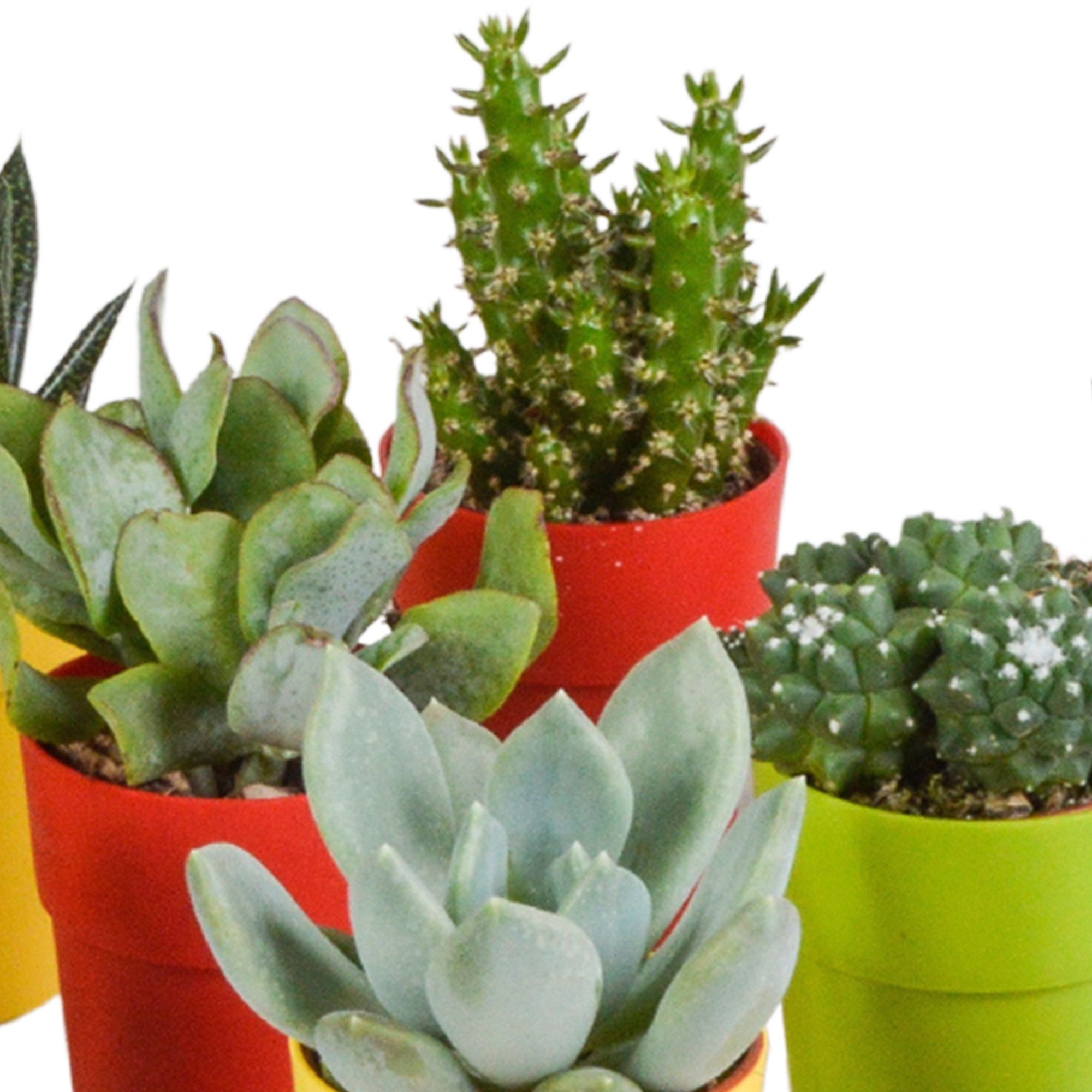 Cactus and succulent mix 5.5 cm | 15 pieces - in a colored plastic pot