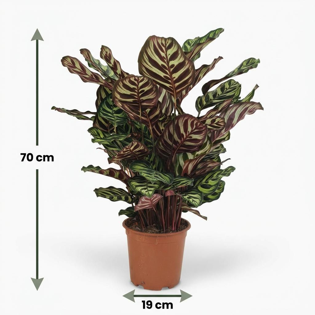 Pauwenplant - Calathea Makoyana - Groen - Weinig onderhoud - 1 Plant - Pot 19cm - Hoogte 70cm