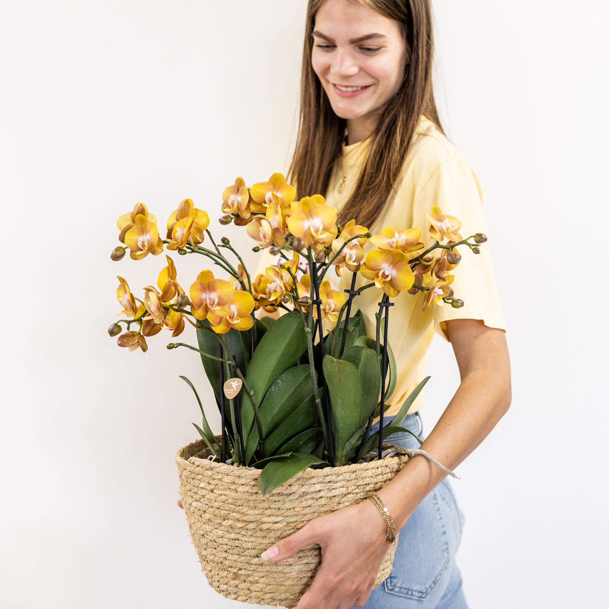 Kolibri Orchids | Juego de orquídeas naranjas en cesta de mimbre con depósito de agua incluido | Tres orquídeas naranjas Las Vegas de 12 cm | Ramo individual naranja con depósito de agua incorporado.