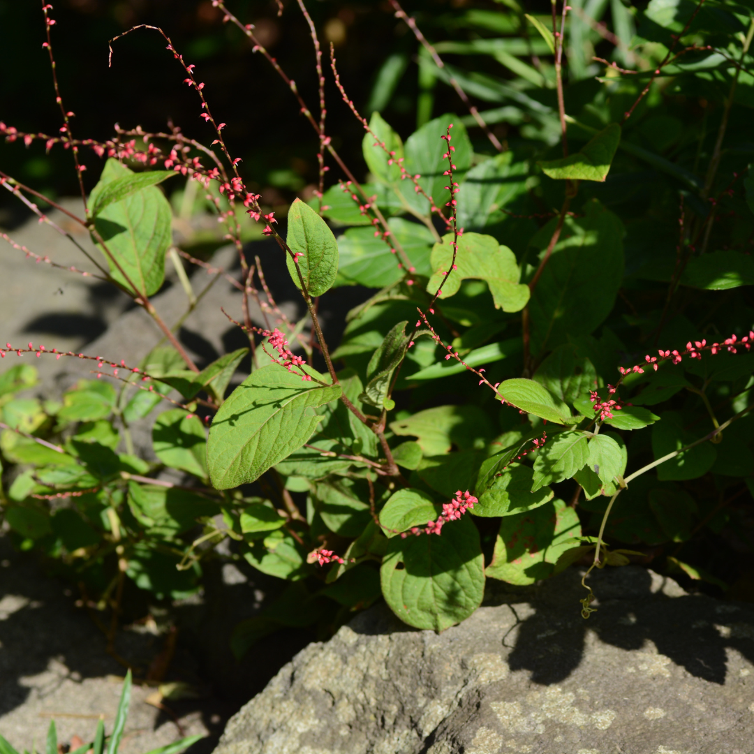 6x Persicaria a. 'Speciosa' - ↕10-25cm - Ø9cm