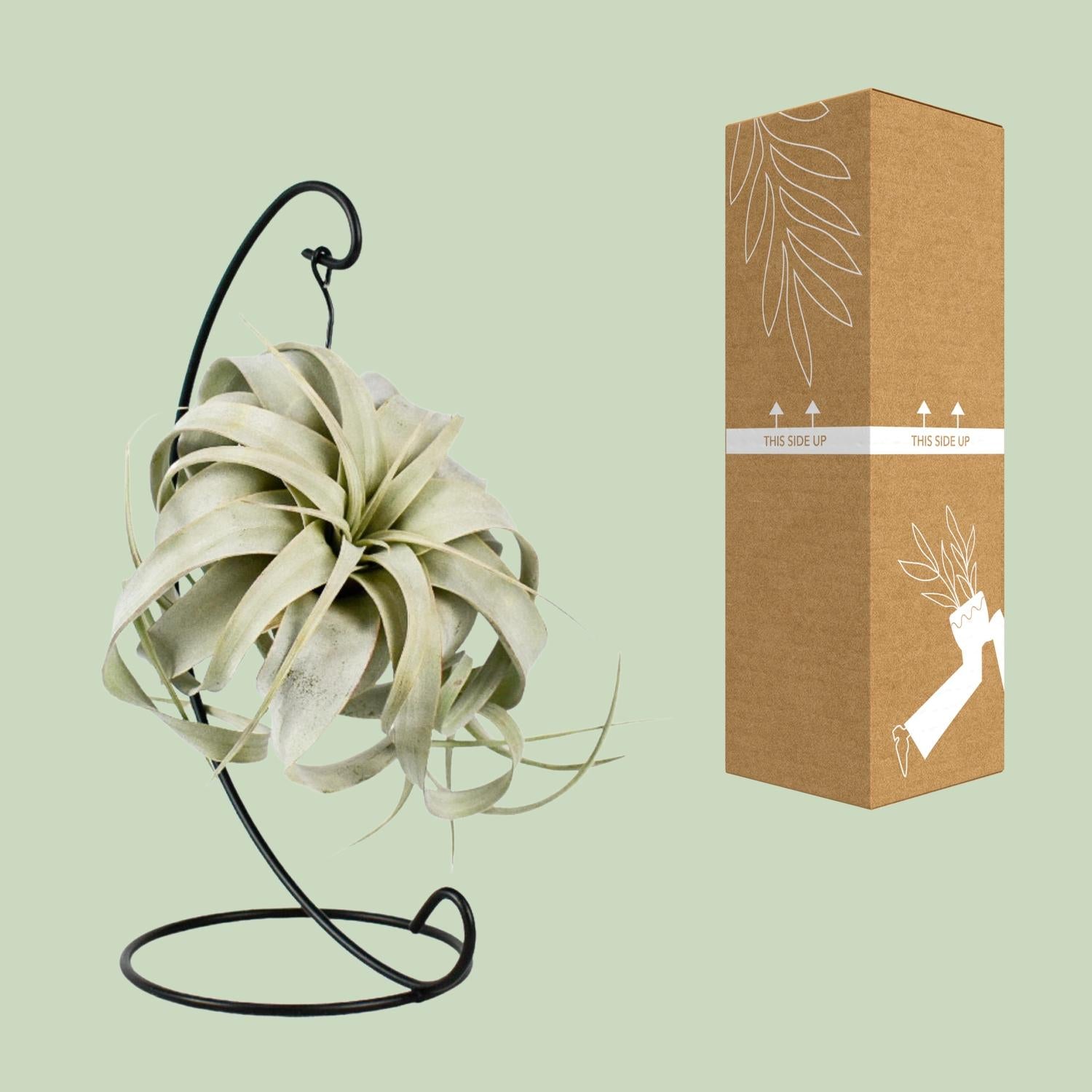 Tillandsia Rey Xero - Ø12cm - ↕23cm