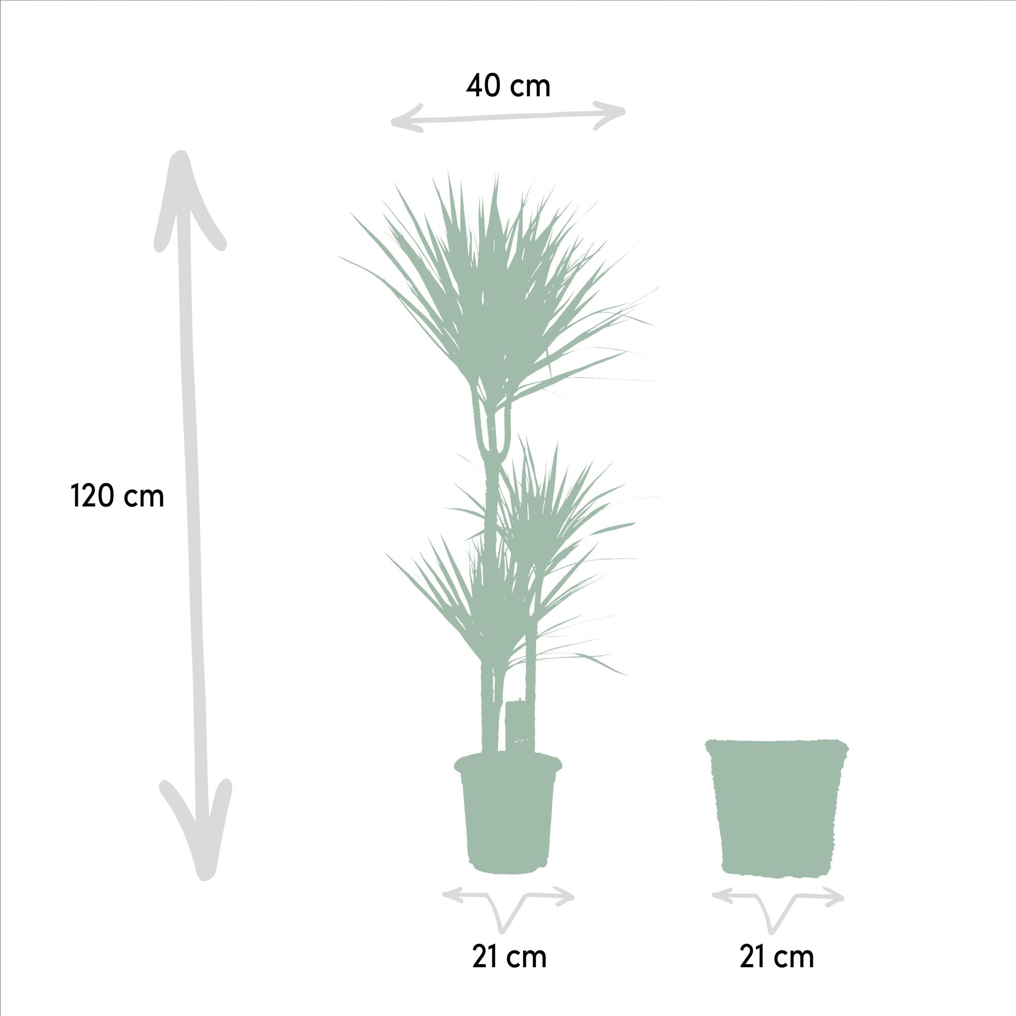 Dracaena mit Korb - ↨120 cm - Ø21 cm