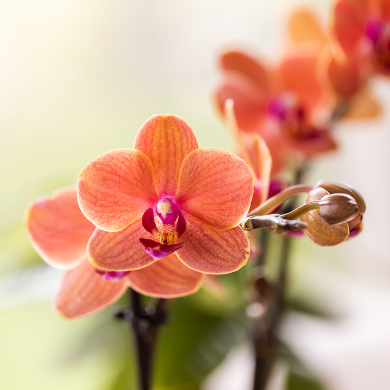 Kolibri Orchids | Giftset Leopard | Bolzano orchidee oranje Ø9cm + groene plant Ø6cm – incl. leopard sierpotten & zwart dienblad – vers van de kweker