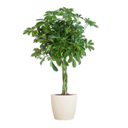 Schefflera Arab Nora met Viber wit  - 70cm - Ø21