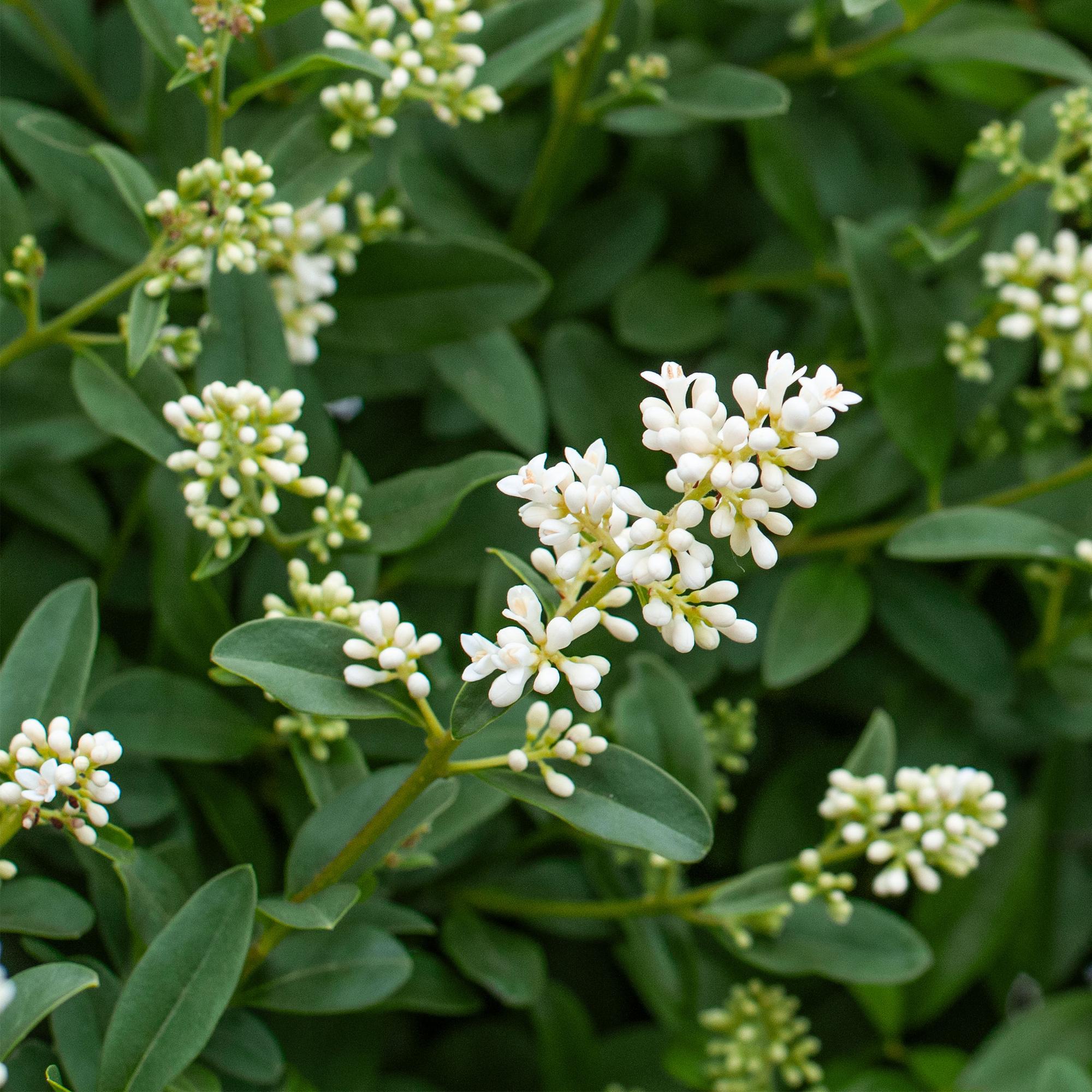 Ligustrum ovalifolium - blad groen - 8 planten - 1 strekkende meter - groenblijvend - pot 9cm hoogte 35-40cm