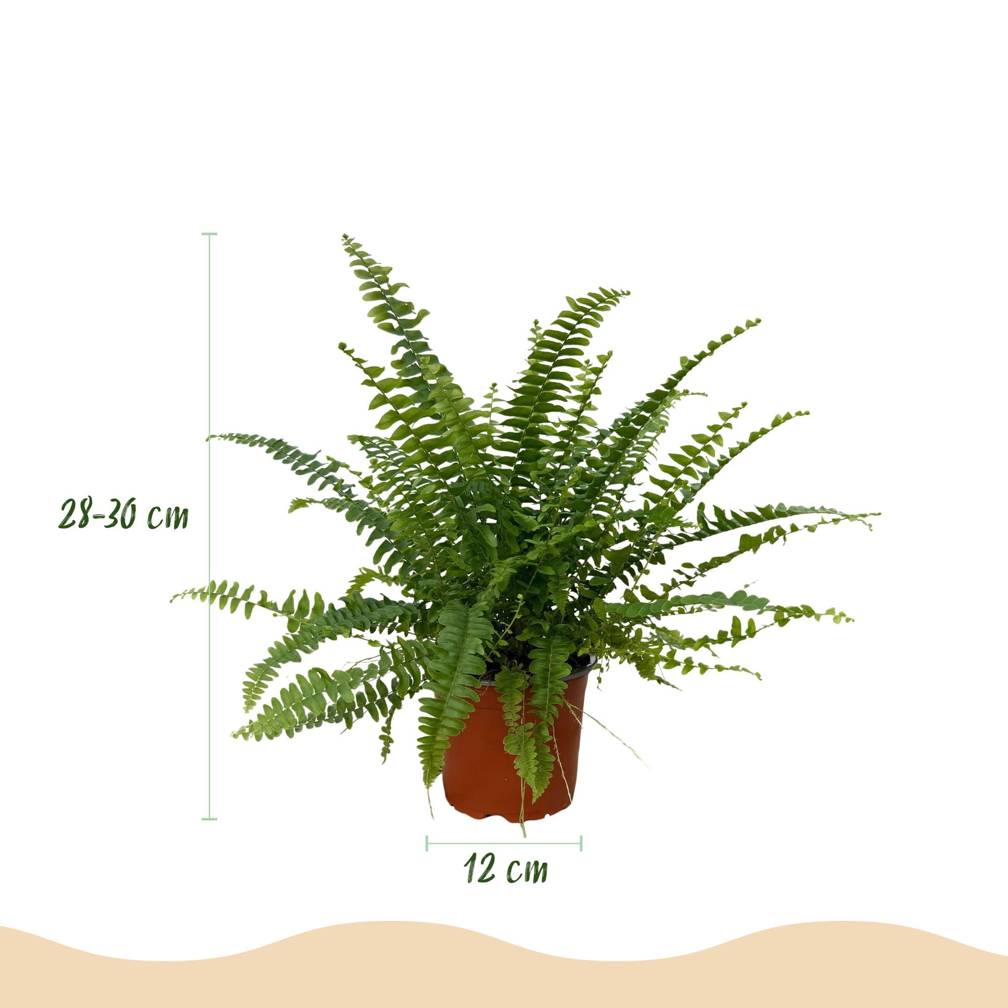 Nephrolepsis exaltata Green Lady - Varen - 2 Planten - met Mand - Pot 12cm - Hoogte 25cm