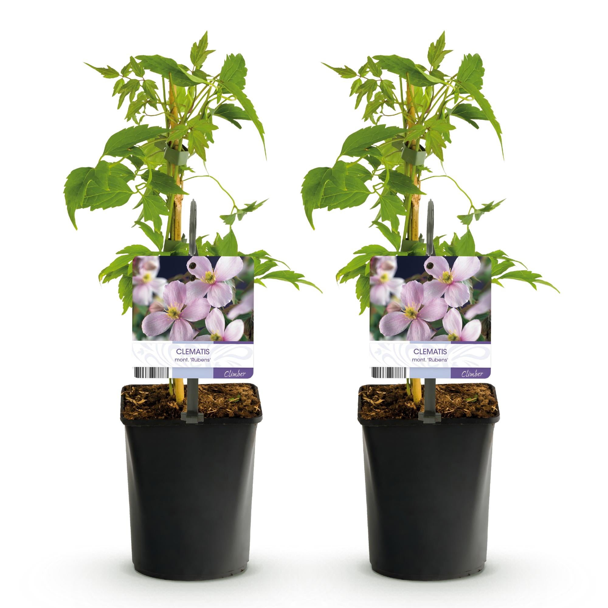 Green boutiQ – Kletterpflanze – Clematis montana Rubens – Blüte: Rosa – Frühblühend – Pflegeleicht – 2 Pflanzen – Topf: 11 cm, Höhe: 40 cm
