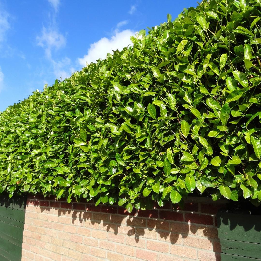 Große Kirschlorbeerpflanzen Novita für 10 laufende Meter Hecke | - 12L - 25 x | ↨ 100-125 cm