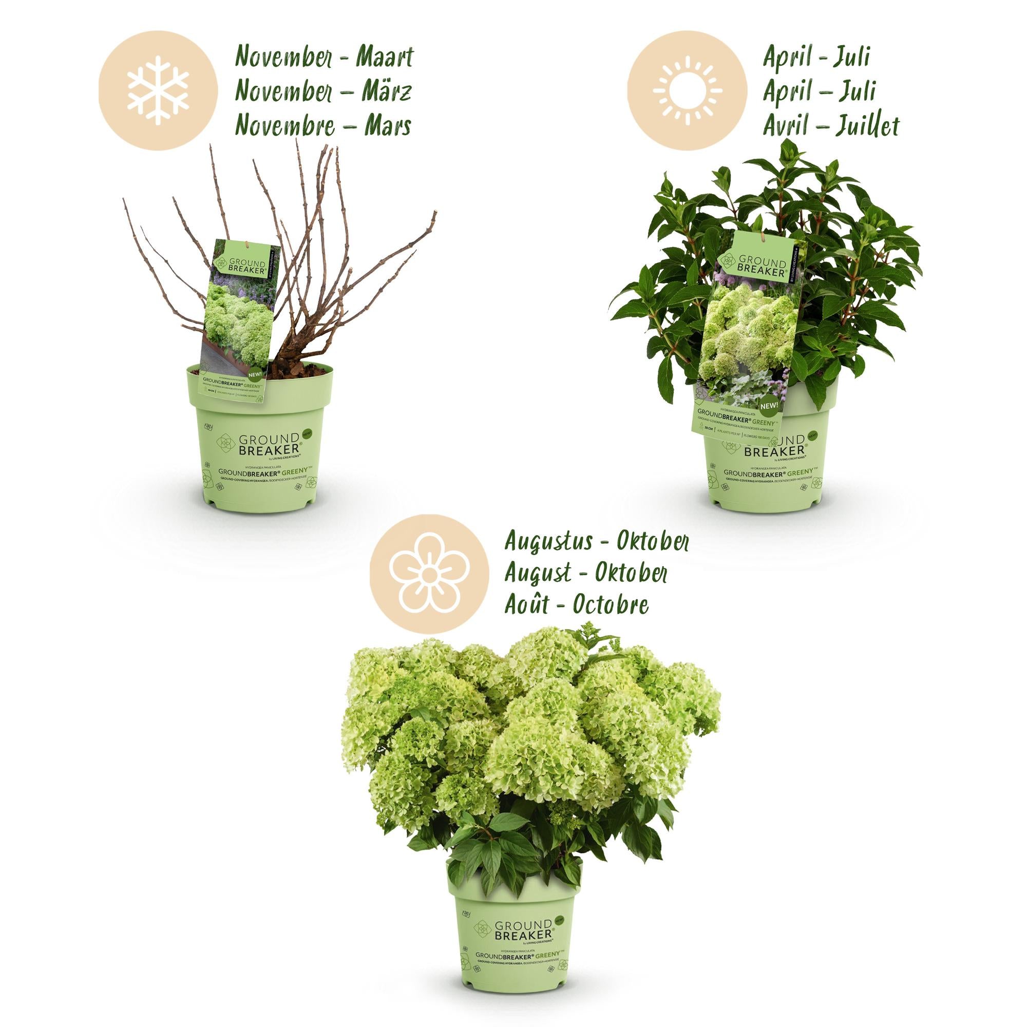 Hydrangea panniculata Groundbreaker Greeny - Pluimhortensia - Winterhard - Creme - 1 Plant - Pot 14cm -Hoogte 20-25cm