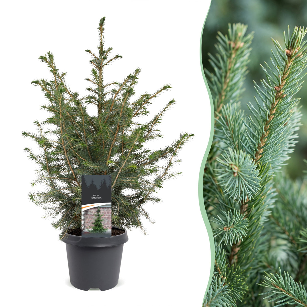 Picea omorika - Servische spar - Groen - Kerstboom - Ø23cm - ↕70cm