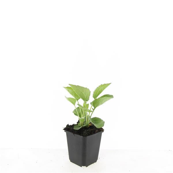 48x Echinacea p. 'Magnus' - ↕10-25cm - Ø9cm