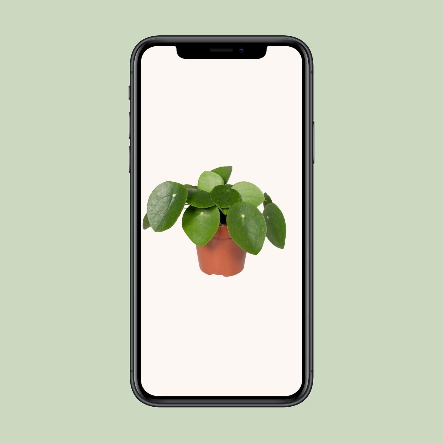 Pilea Peperomiodes - Plante crêpe - Ø12cm - ↕20cm