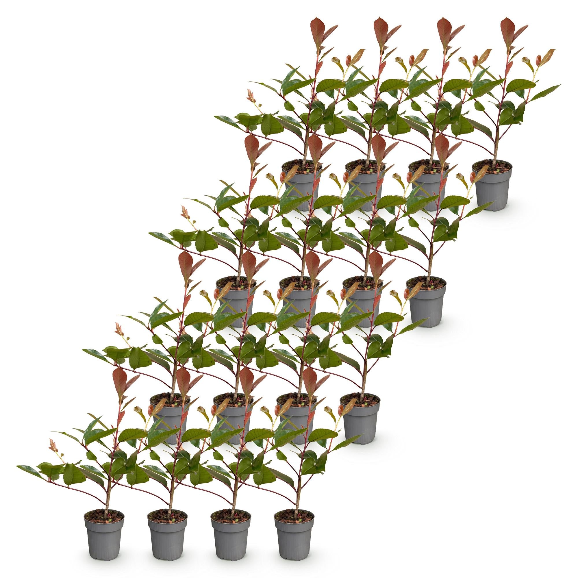 Photinia fraseri Red Robin - Glansmispel 16x - Haagplanten - Groenblijvend - Rood - Pot 9cm - Hoogte 25-35cm
