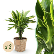 Dracaena fragrans Golden Coast - Drakenbloedboom - Weinig onderhoud - met mand - Groen - 2 Planten - Pot 17cm - Hoogte 50-55cm