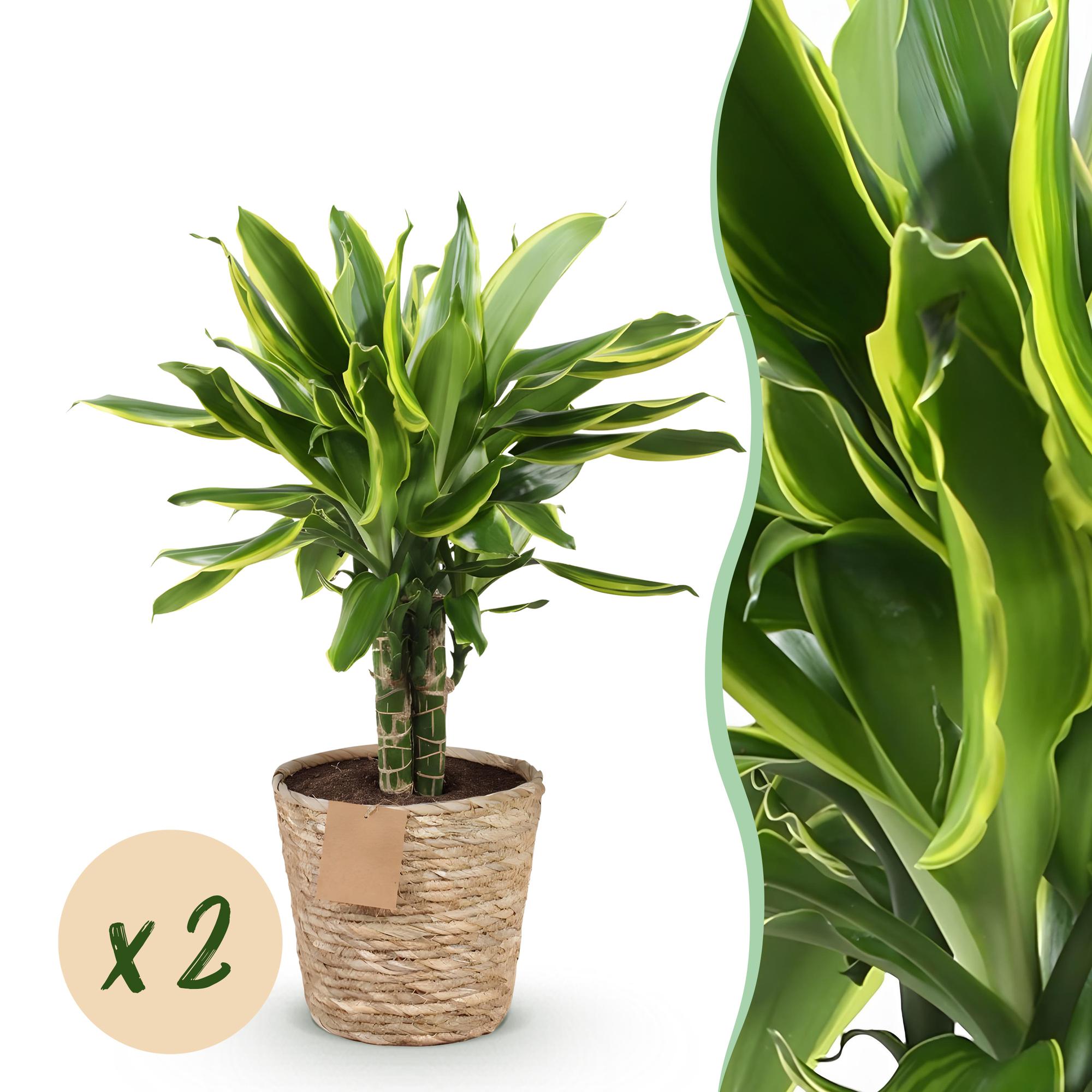 Dracaena fragrans Golden Coast - Drakenbloedboom - Weinig onderhoud - met mand - Groen - 2 Planten - Pot 17cm - Hoogte 50-55cm