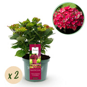 Hortensia - Hydrangea Magical Teusday & Saphire - Rood - 6-10 Bloemen - 2 Planten - Pot 23cm Hoogte 55cm