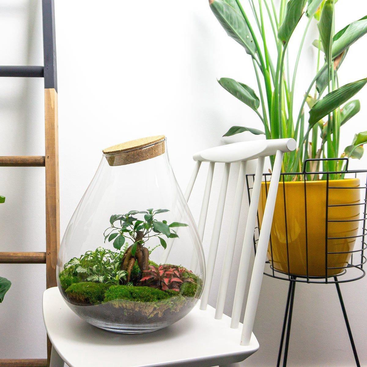 Terrarium à faire soi-même - Bonsaï Drop XL - ↕ 37 cm - Râteau + Pelle + Pince à épiler + Ciseaux