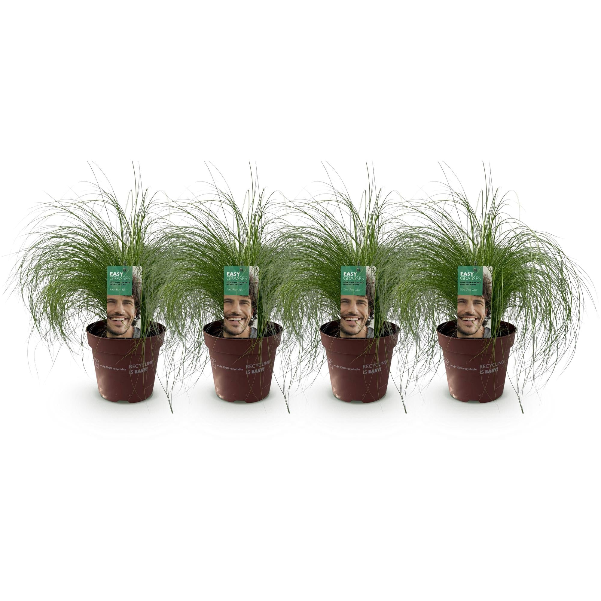 Stipa tenuifolia Pony Tails - Groen - 4 Planten - Bladhoudend - Weinig Onderhoud - Pot 17cm Hoogte 50cm