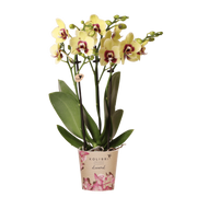 Kolibri Orchids | Geel-Rode Phalaenopsis Orchidee - Diamond Uruguay - Ø9 cm