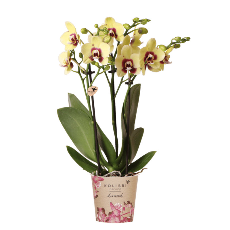 Kolibri Orchids | Geel-Rode Phalaenopsis Orchidee - Diamond Uruguay - Ø9 cm