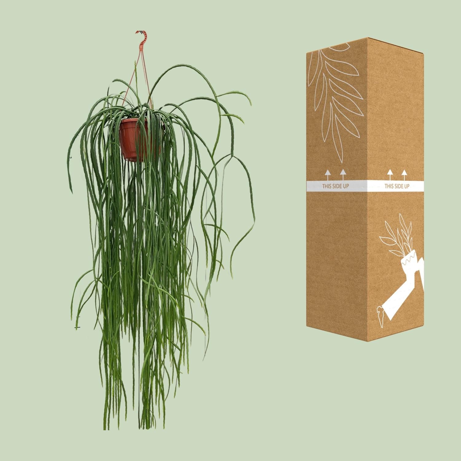 Lepismium Bolivianum - Ø20cm - ↕70cm