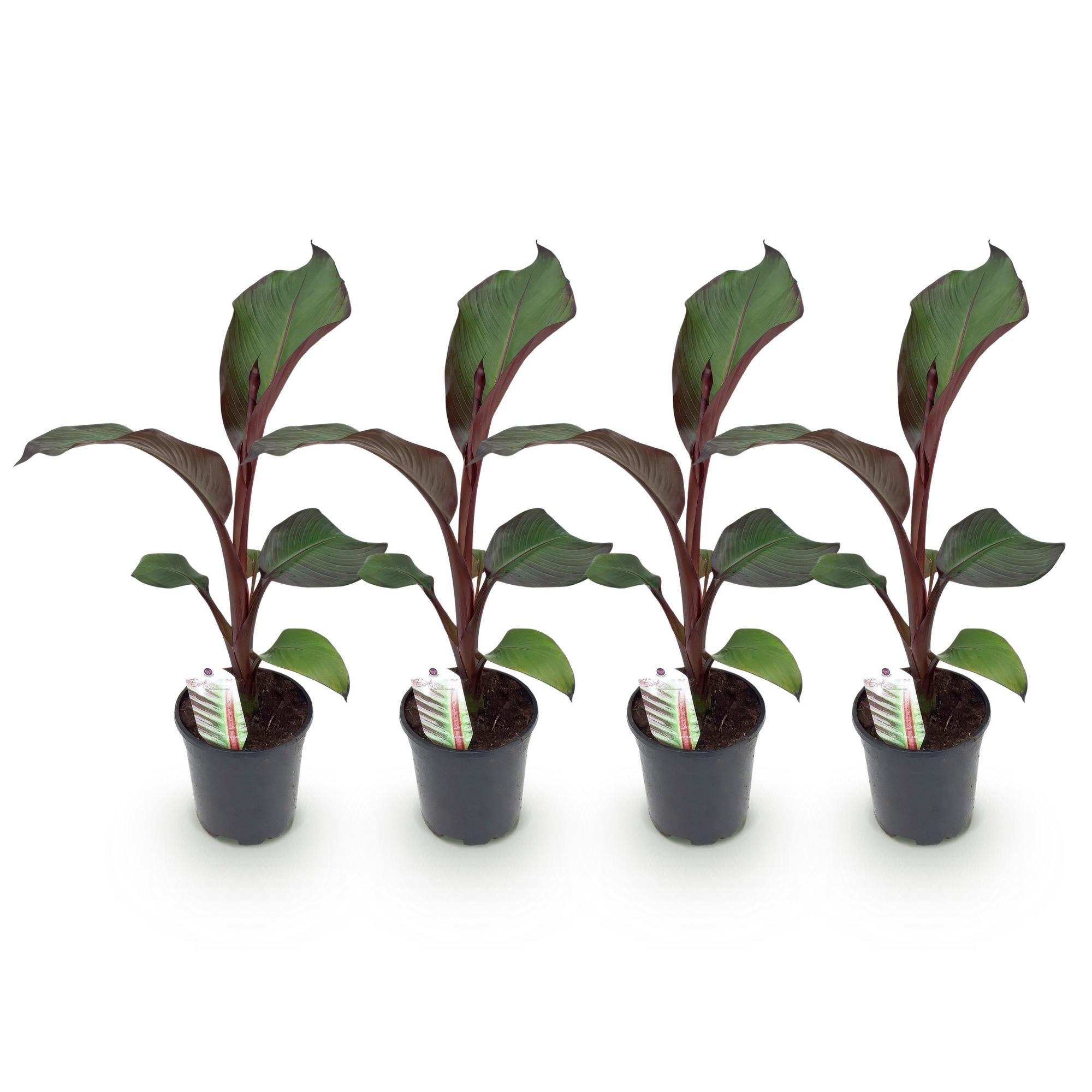 Bananen plant - Ensete ventricosum Maurelli - Winterhard - 4 planten - Pot 17cm Hoogte 40cm