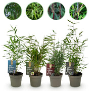 Green boutiQ - Bambù - Mix Fargesia Arcobaleno - Nero, Rosso, Blu e Verde - 4 Piante - Sempreverde - Non propagante - Vaso 14 cm Altezza 35 cm