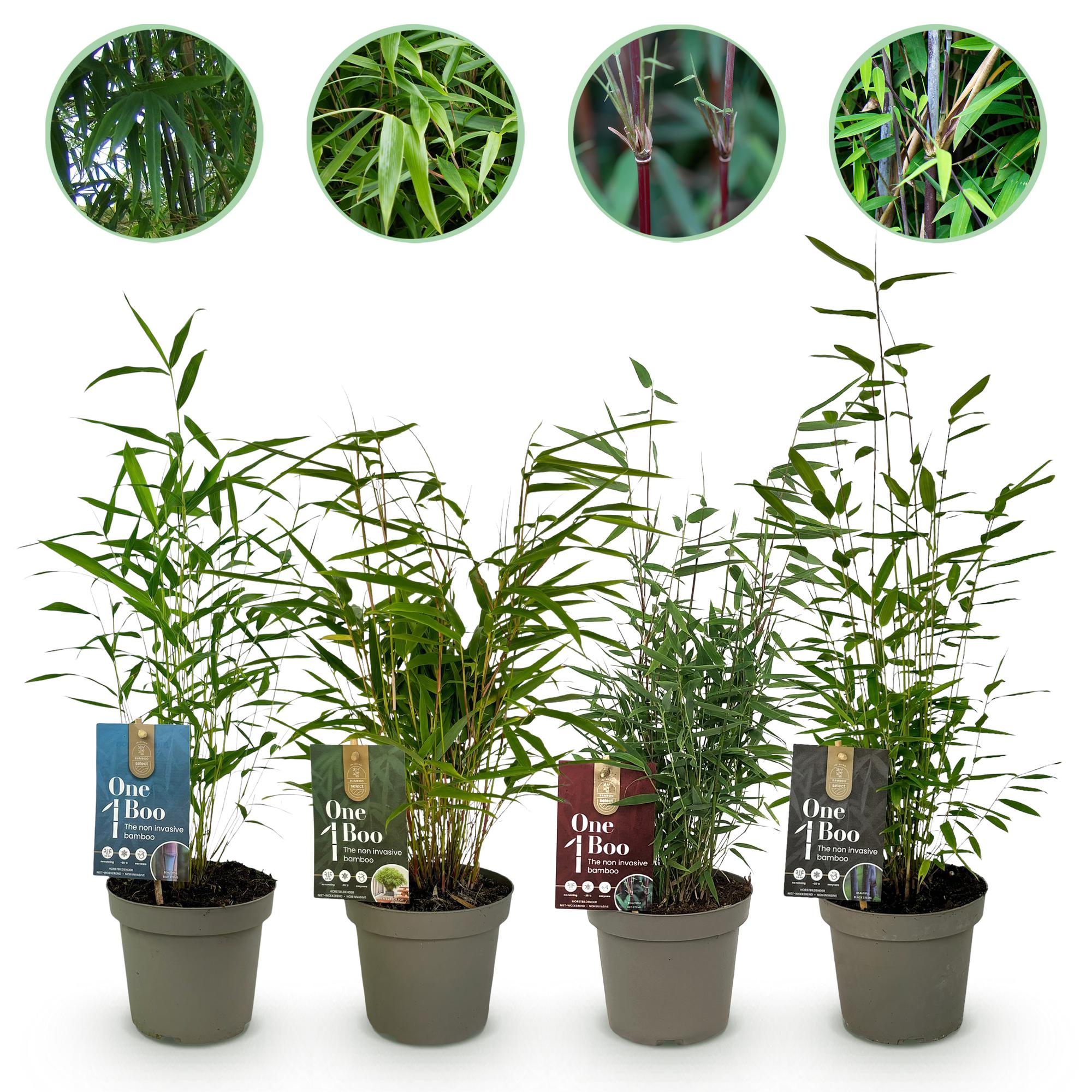 Green boutiQ - Bambù - Mix Fargesia Arcobaleno - Nero, Rosso, Blu e Verde - 4 Piante - Sempreverde - Non propagante - Vaso 14 cm Altezza 35 cm