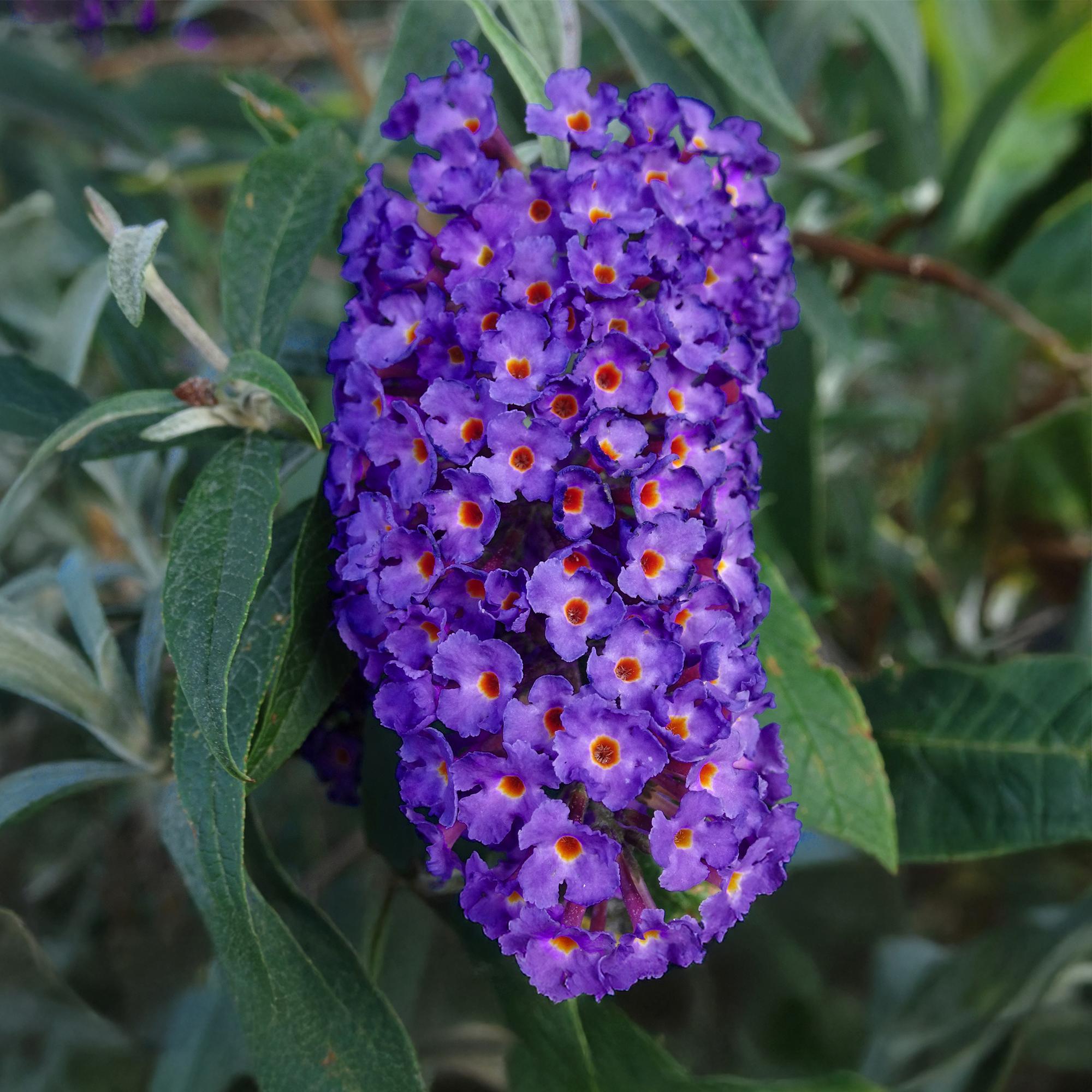 Green boutiQ - Buddleja davidii Empire Blue - Fiore Blu - 1 Pianta - Decidua - Attrattiva per Farfalle - Vaso 17 cm Altezza 25 cm
