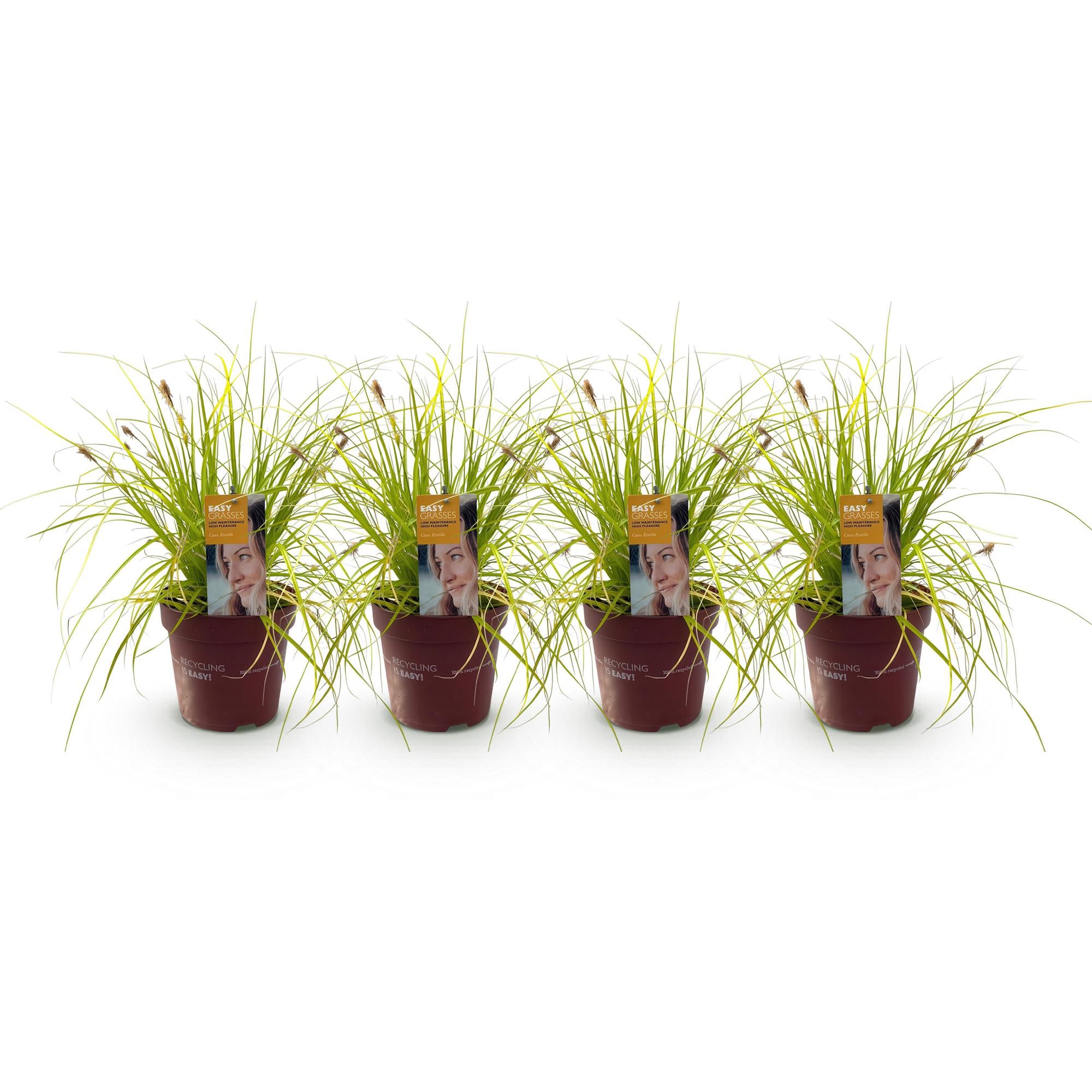 Carex oshimensis Everillo - Geel - 4 Planten - Bladhoudend - Weinig Onderhoud - Pot 17cm Hoogte 50cm