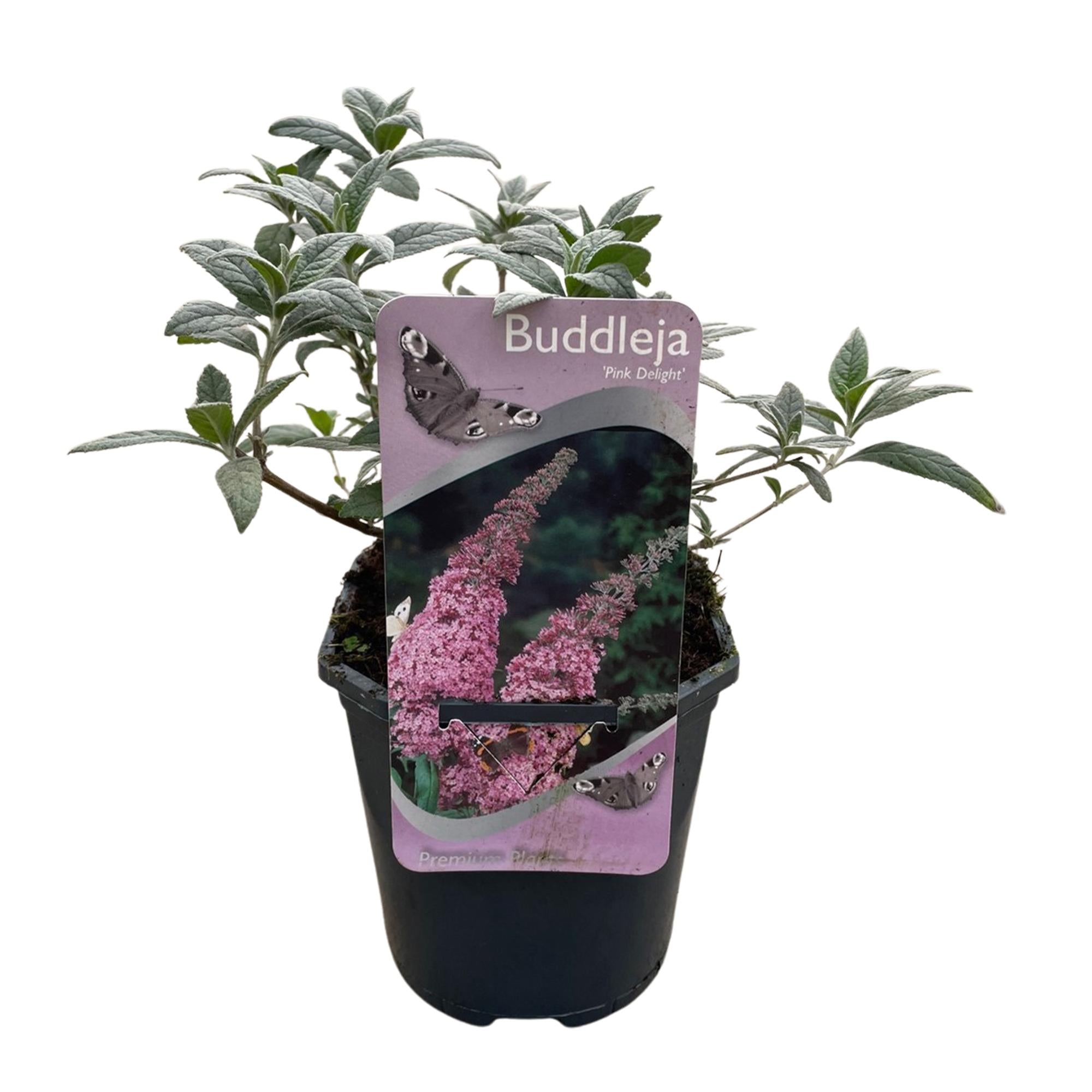 Green boutiQ - Buddleja davidii - Pink Delight - Fiore rosa - 1 pianta - Decidua - Attrattiva per farfalle - Vaso 17 cm Altezza 25 cm