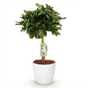 Schefflera Gold Capelle - Vingerboom - met Potter Wit - Pot 21cm - Hoogte 70-80cm