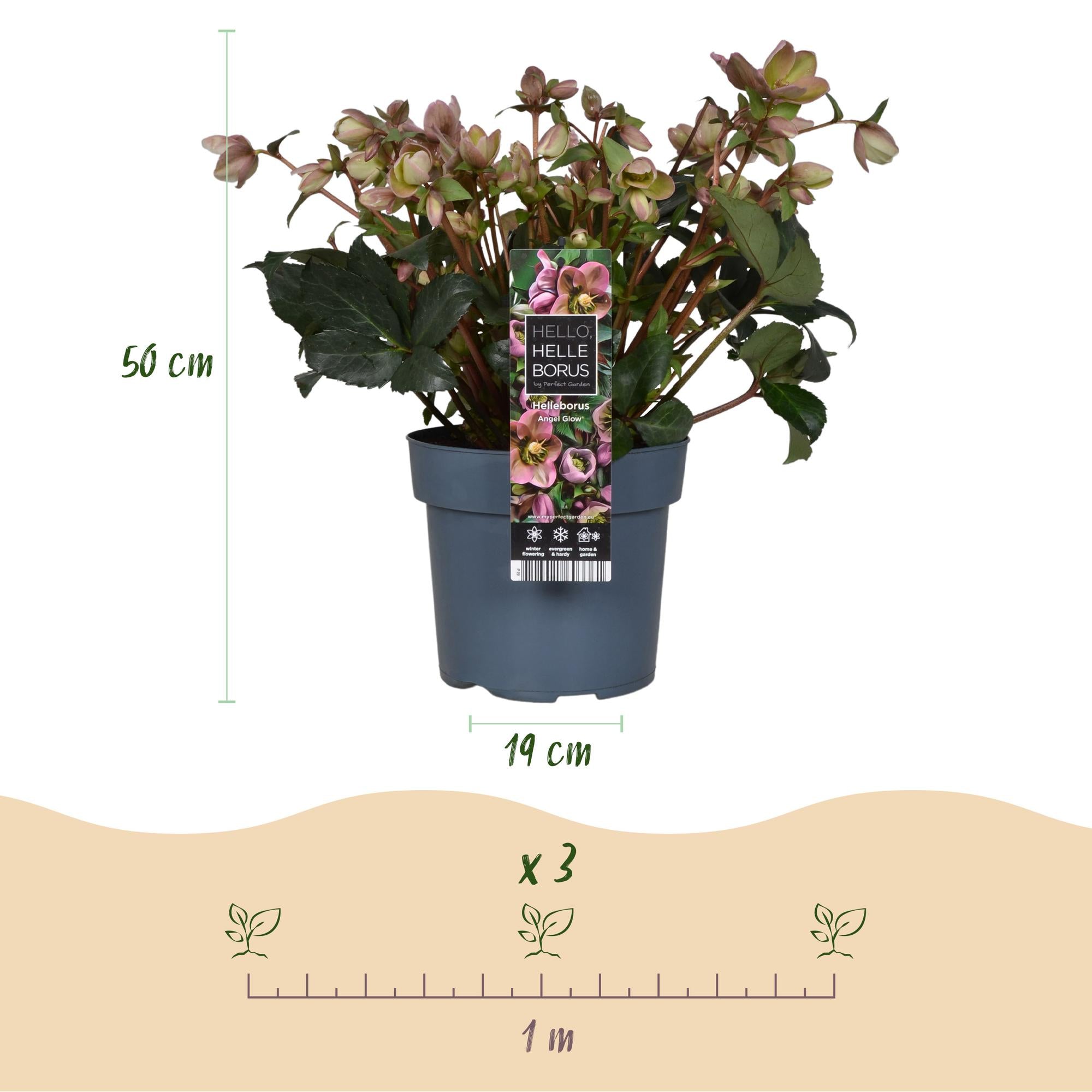Lenten Rose -  Helleborus Angels Glow - Roze Bloem - Groenblijvend - Pot 19cm Hoogte 50cm