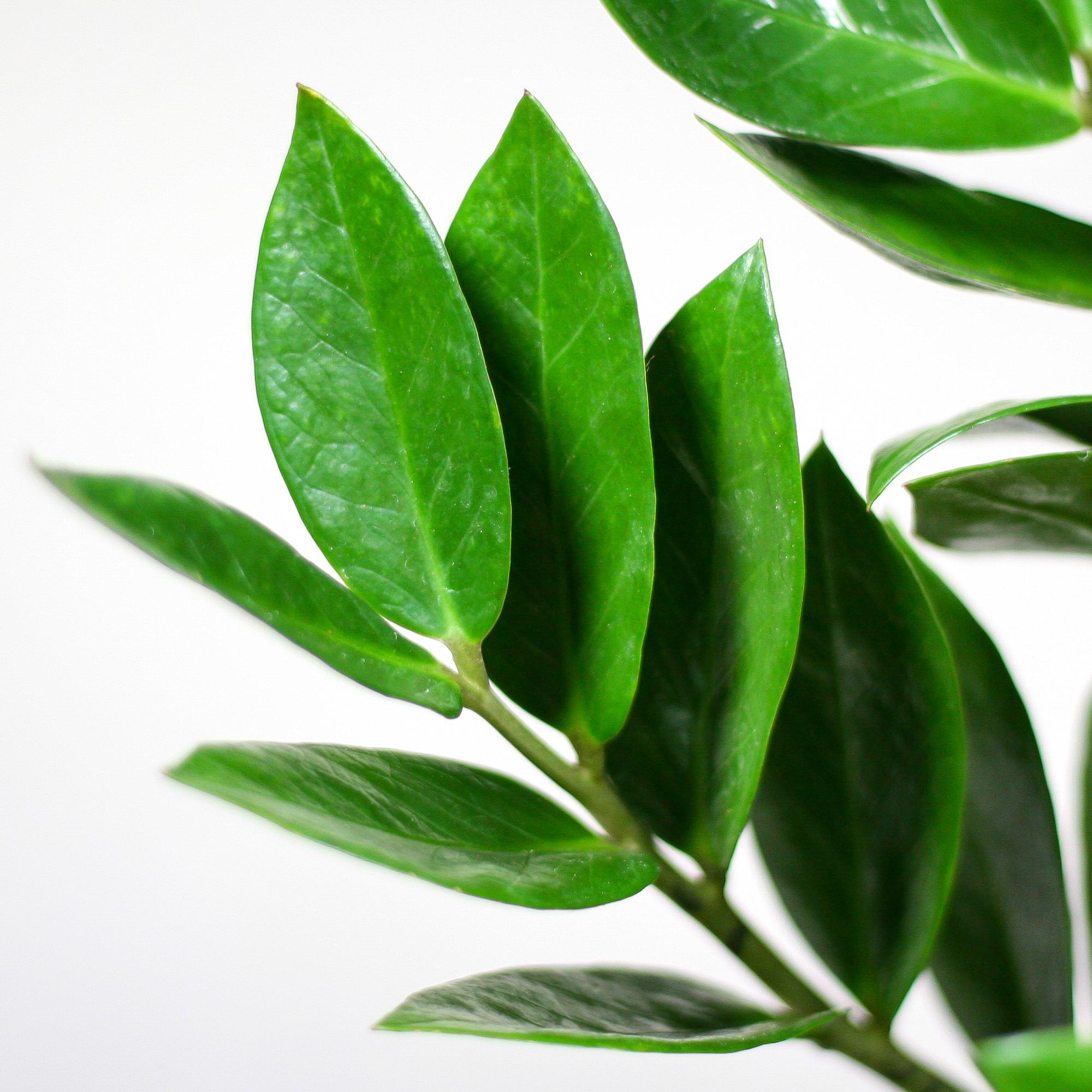 Zamioculcas Zamiifolia ZZ Plant - met Viber wit - 80cm - Ø21