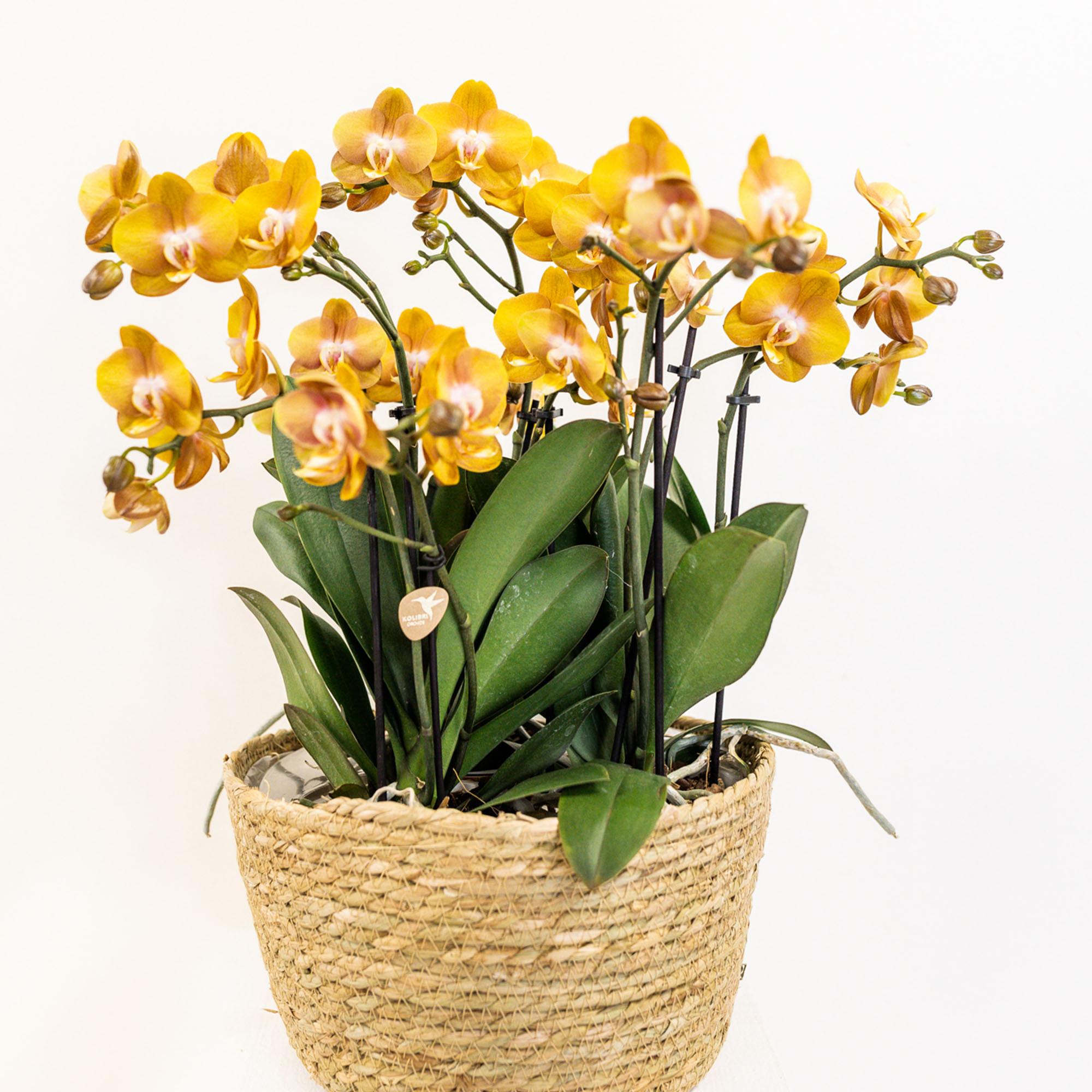 Kolibri Orchids | Juego de orquídeas naranjas en cesta de mimbre con depósito de agua incluido | Tres orquídeas naranjas Las Vegas de 12 cm | Ramo individual naranja con depósito de agua incorporado.