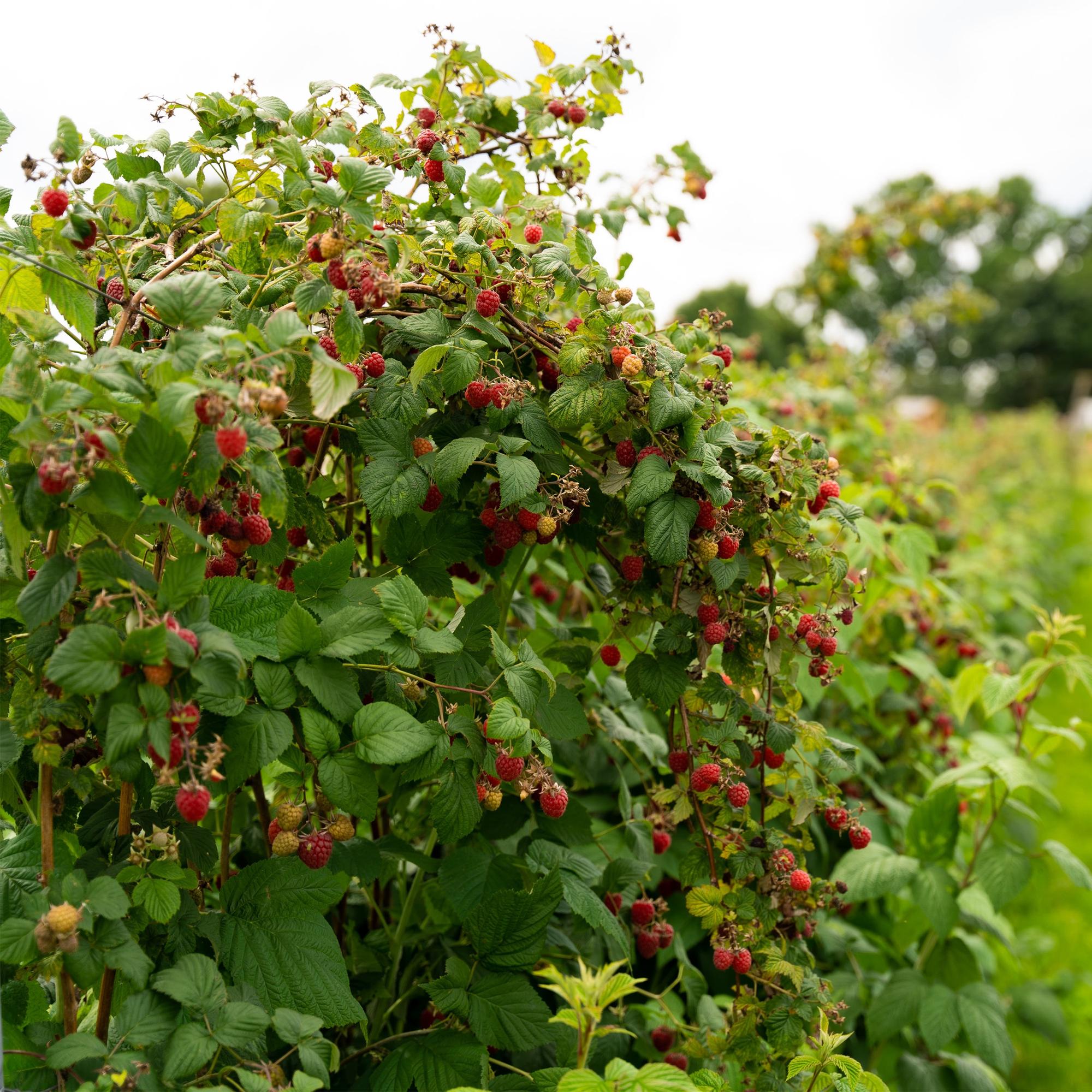 Framboos - Rubus idaeus Autumn Bliss  - Rode Framboos - 2 planten -  Pot 11cm Hoogte 40cm