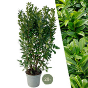 Obelisco de laurel grande para seto de 10 metros | - 15L - 20x | ↨ 125-150 cm